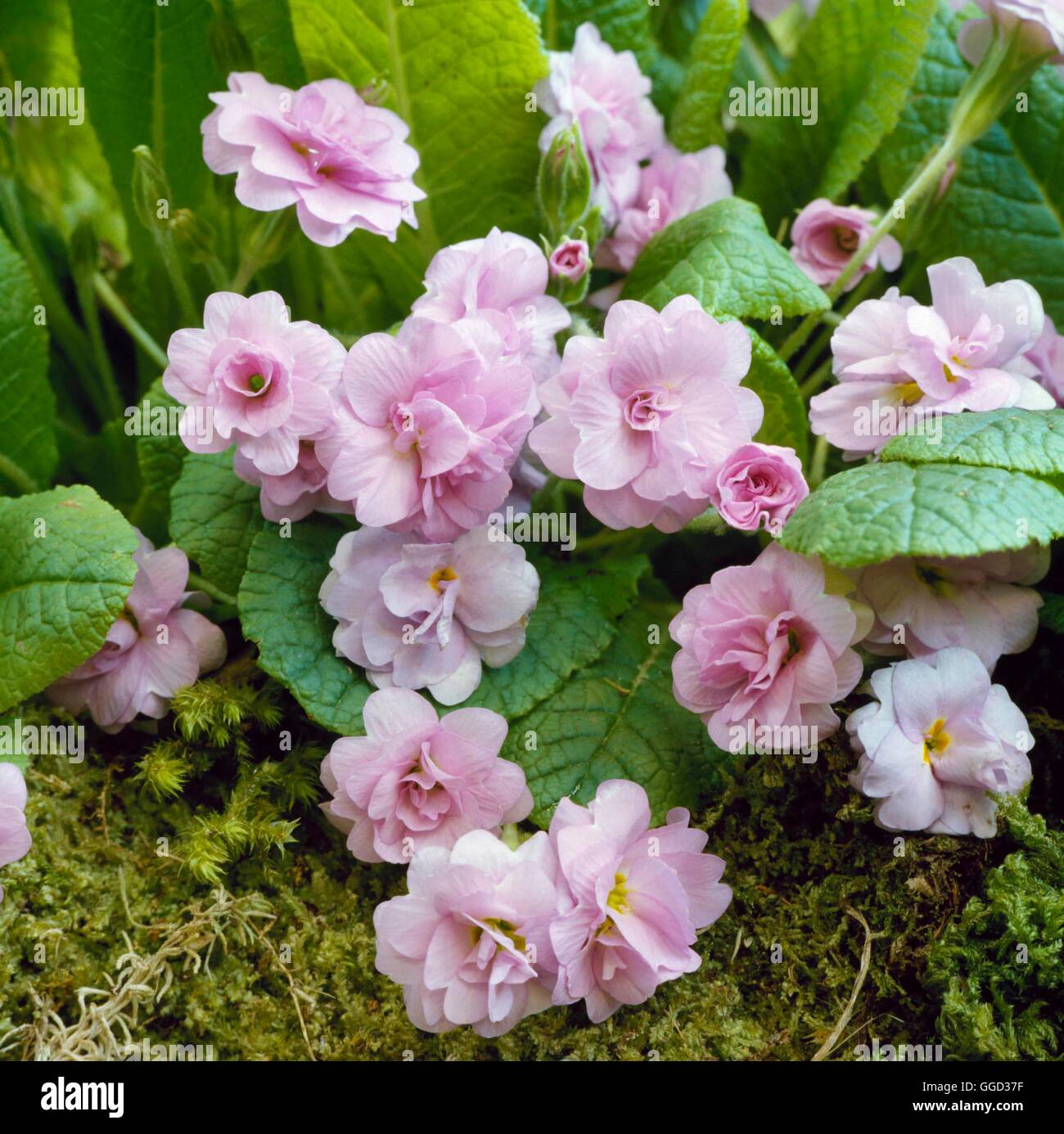 Primula vulgaris - `Lilacina Plena'   ALP049396 Stock Photo